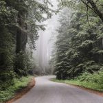 redwood-national-park-g01a756e1d_640